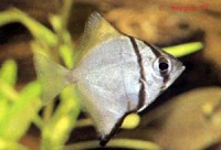 /album/garden-nature/poisson-lune-argente-jpg/